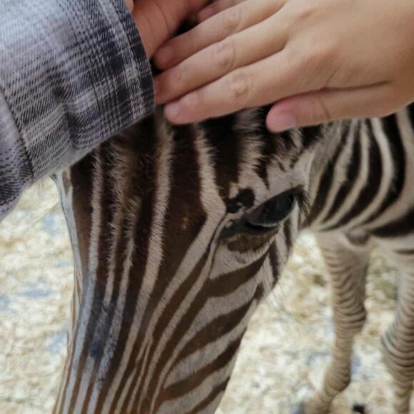 Meet your Posher, Alexandra - Picture 2 of 2